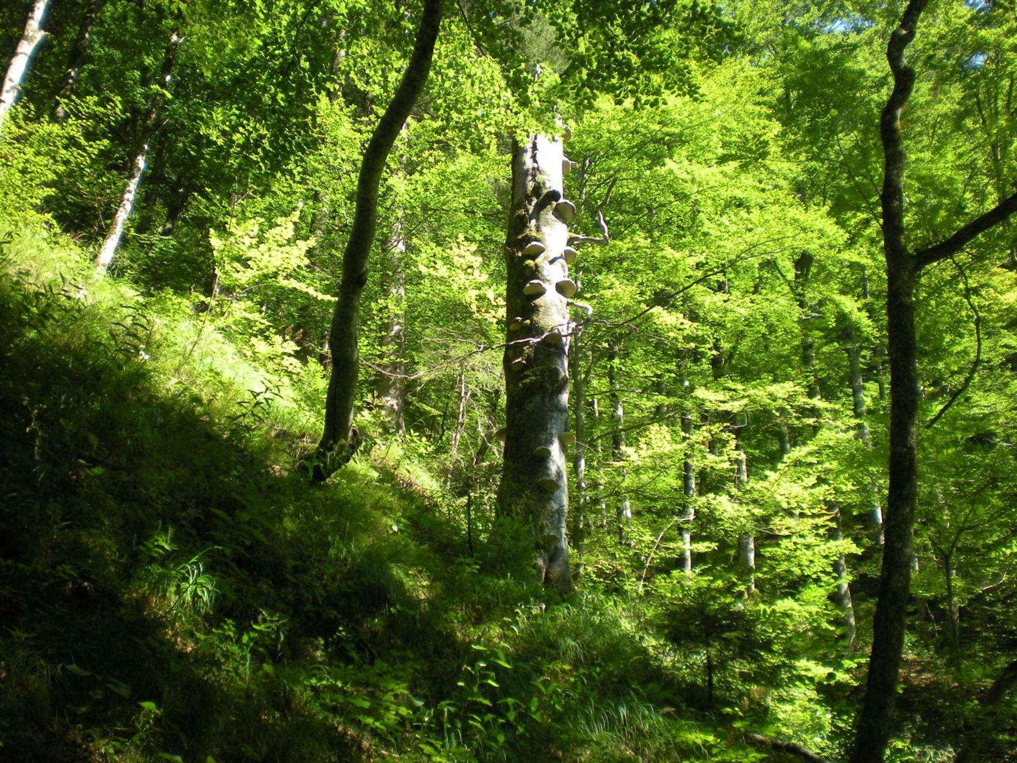 Gaestehaus Schroeder Ruhpolding Bagian luar foto